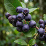 Cluster of dark purple berries with green leaves on a blurred natural background