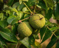 Green walnuts on a tree branch with leaves