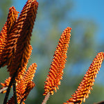 Close-up of orange plant spikes against a blurred natural background