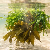 Green and brown seaweed floating underwater in clear ocean water, with sunlight filtering through the surface above.