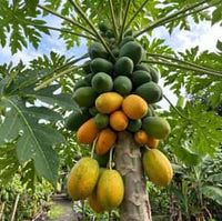 Papaya tree with a bunch of green and yellow papayas on a sunny day.