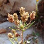Spiny plant with brown flowers on a rocky background
