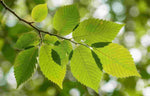 Close-up of green leaves on a branch with a blurred natural background