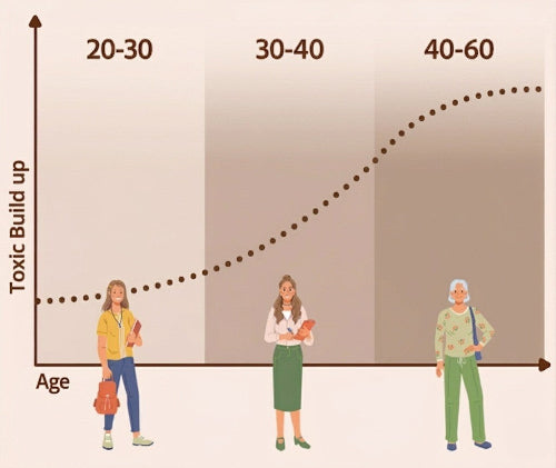 Graph showing toxic build-up over age with illustrations of women at different ages.