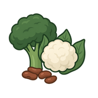 Illustration of broccoli, cauliflower, and beans on a white background