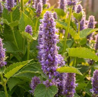 Close-up of purple flowers with green leaves in a field